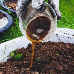 Cara membuat pupuk organik cair perangsang bunga dan buah